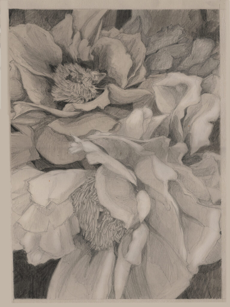 Pencil drawing of large tree peonies