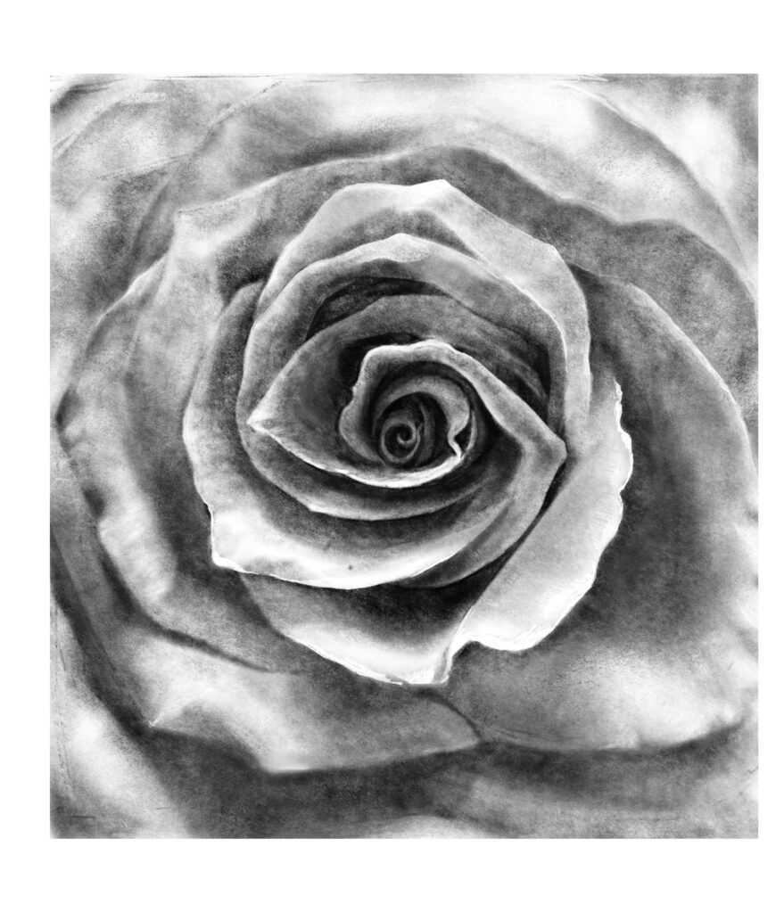 Black and white charcoal drawing of large milestone rose - Rosa 'Jacles'