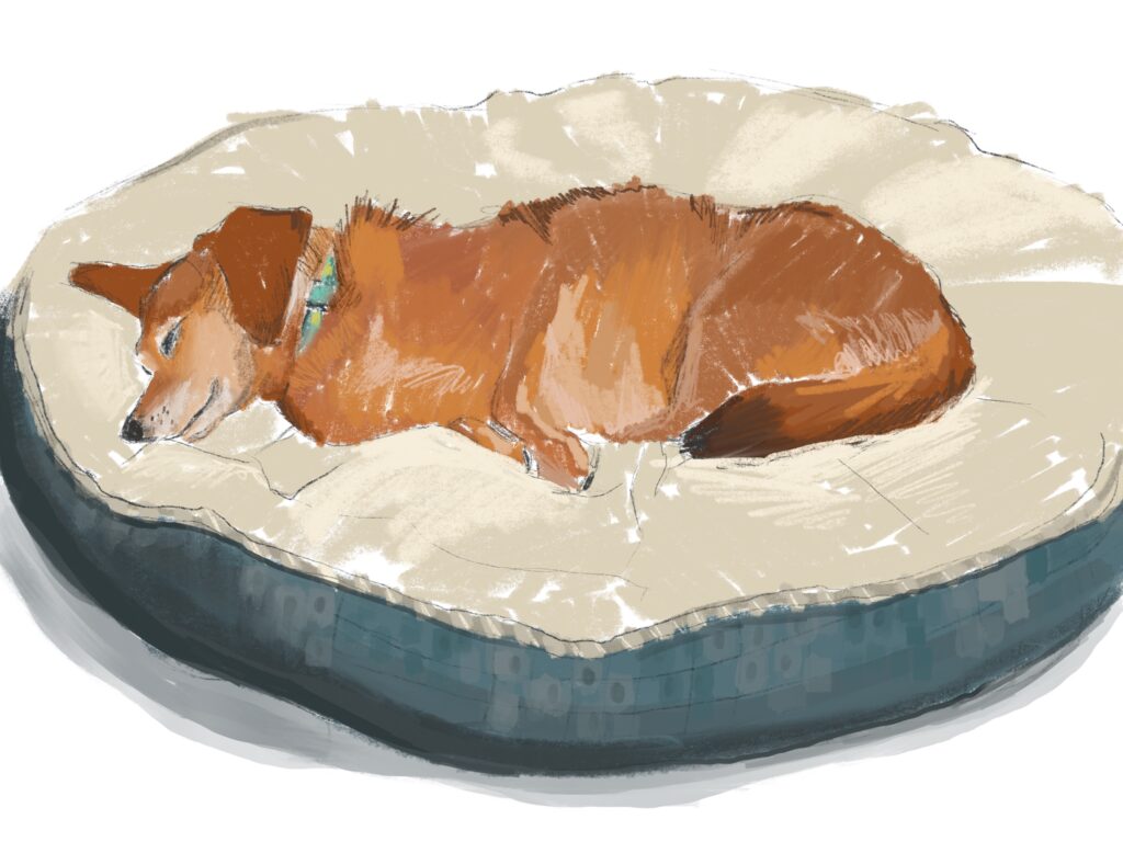 Procreate coloured pencil drawing of small copper coloured dog sleeping