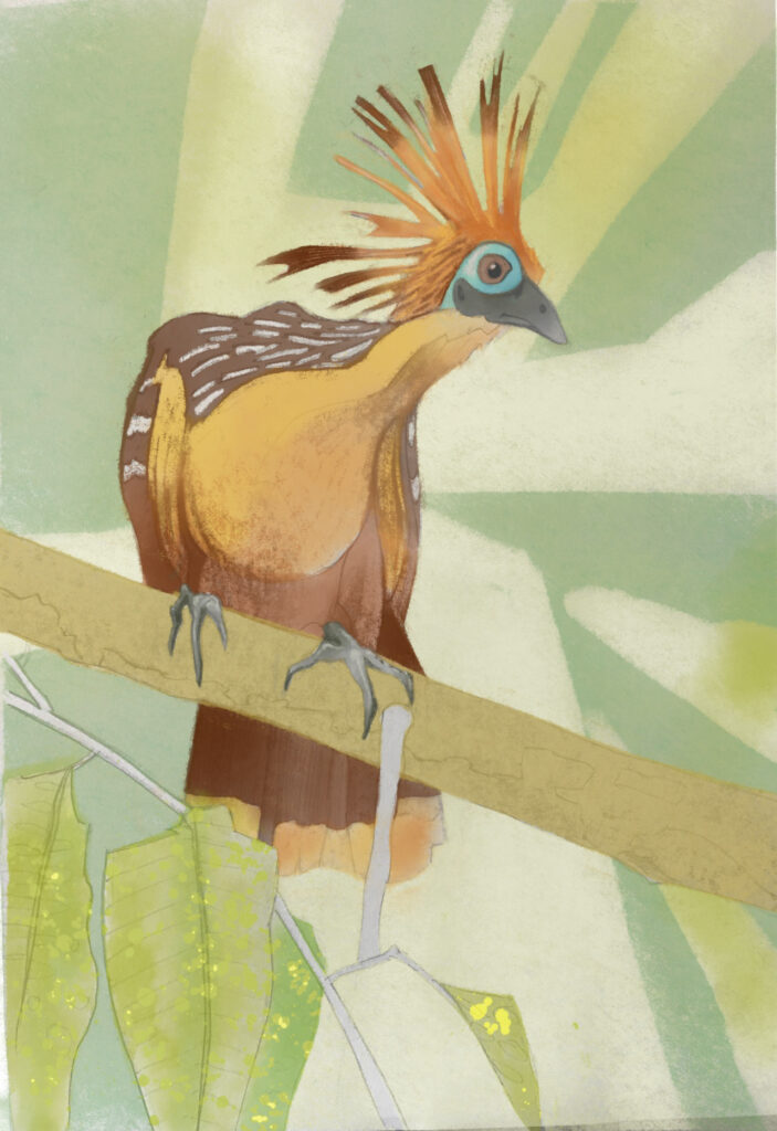 Illustrated Hoatzin bird perched on a branch 